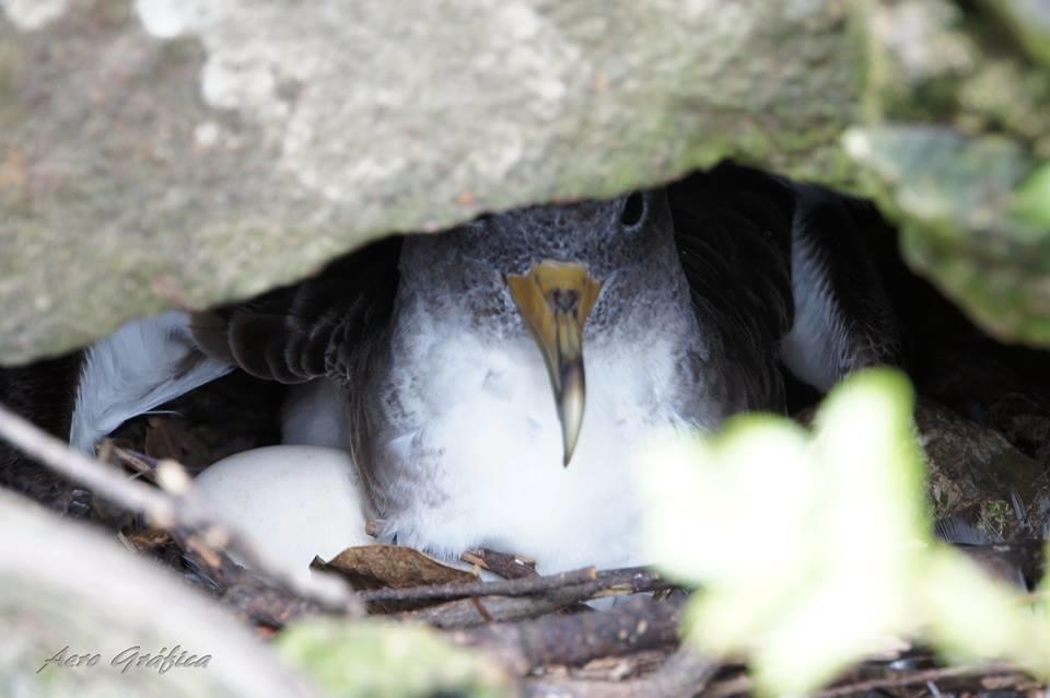 Sitio Da Assumada Villa Lajes das Flores Bagian luar foto